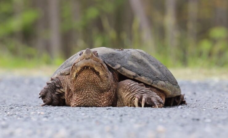 Snapping Turtle