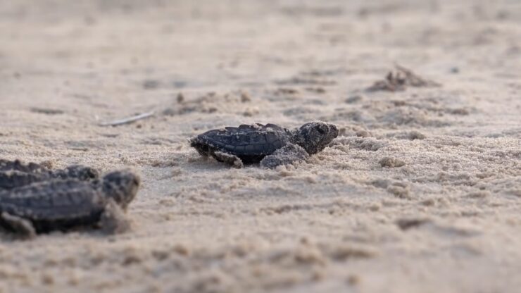 Turtle Watching in Minnesota