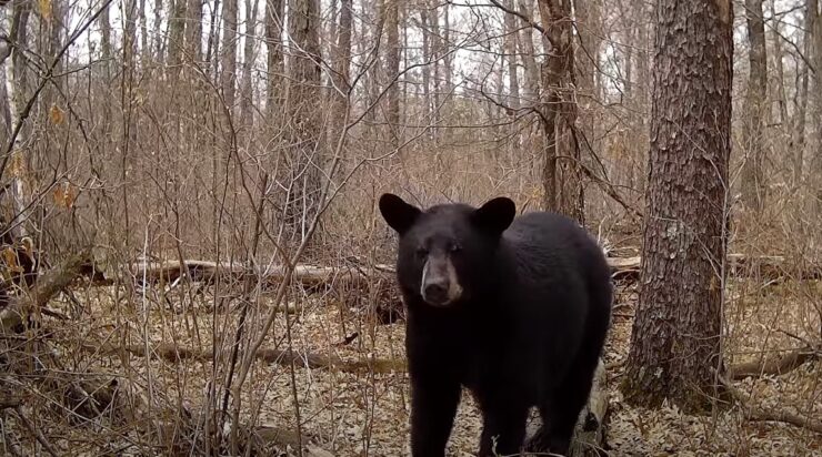 black bear