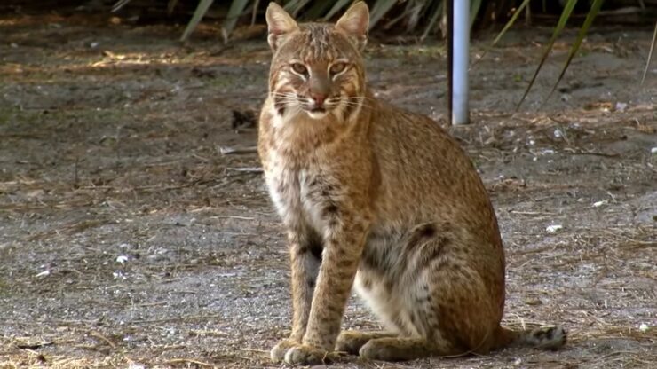 bobcats