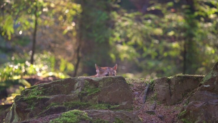 face the Cougar safety tips