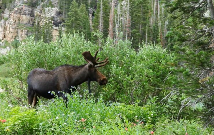 moose population decline faq