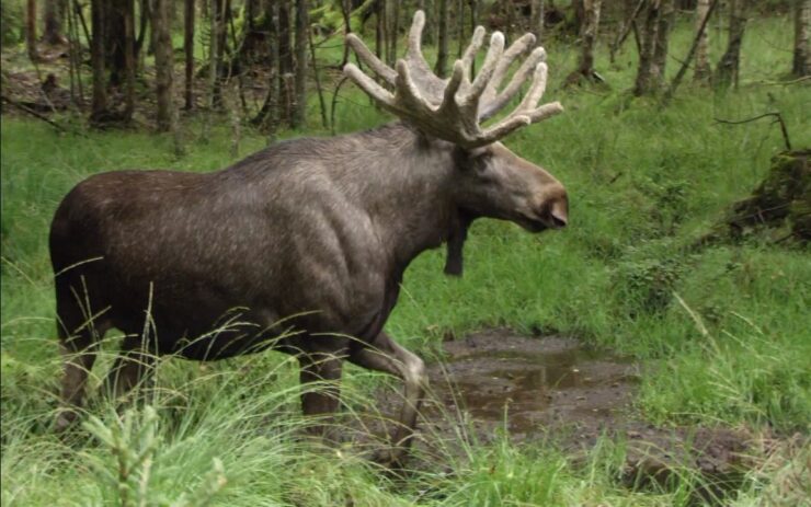 solutions to the moose population decline