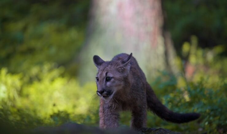 stay calm if you face the Cougar