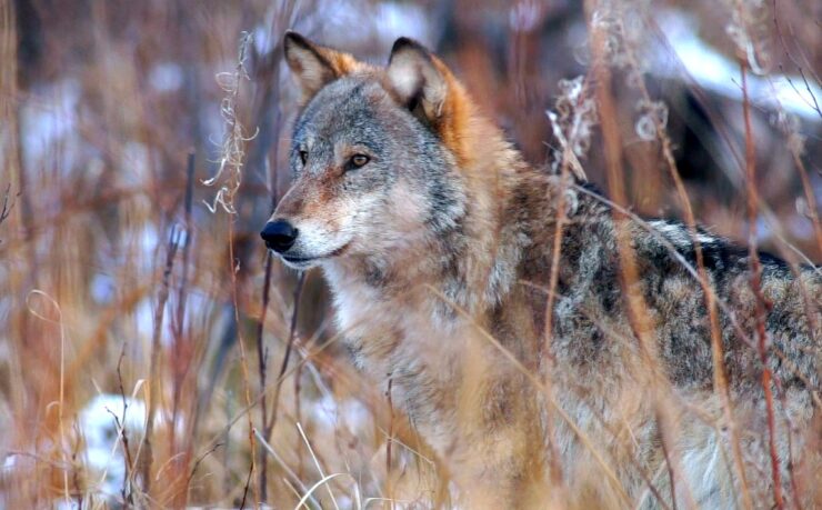 wolf population in Minnesota
