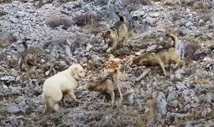 wolves attacking a dog