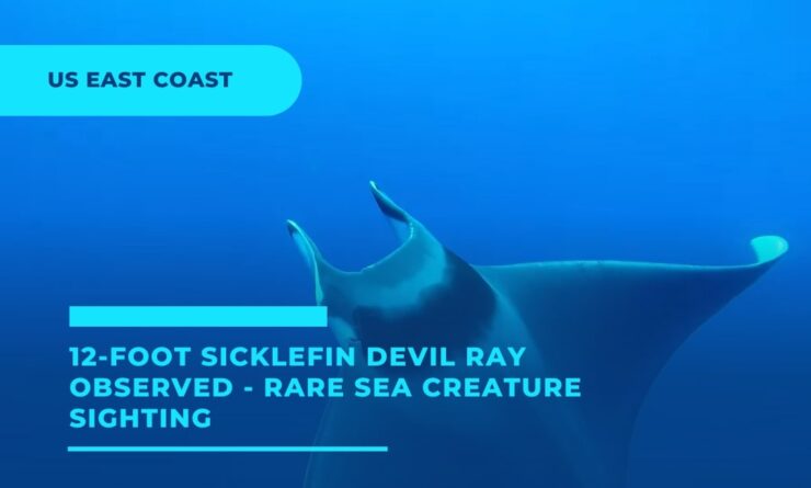 12- foot Sicklefin Devil Ray - sighting