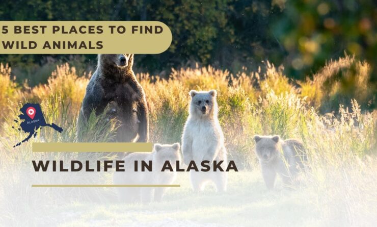 5 Best Places to Find Wild Animals