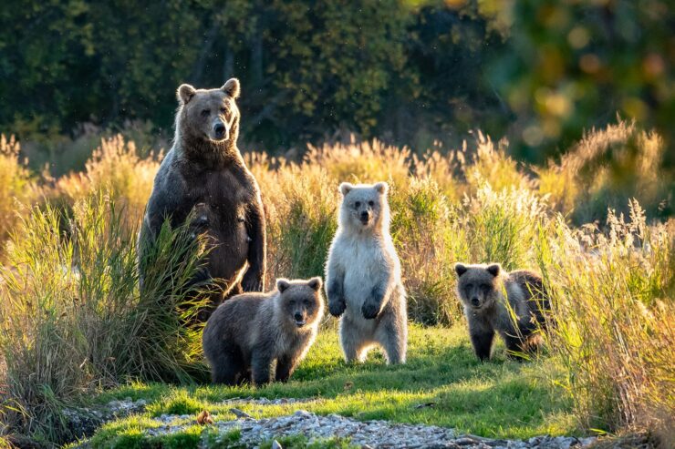 Wildlife in Alaska: 5 Best Places to Find Wild Animals