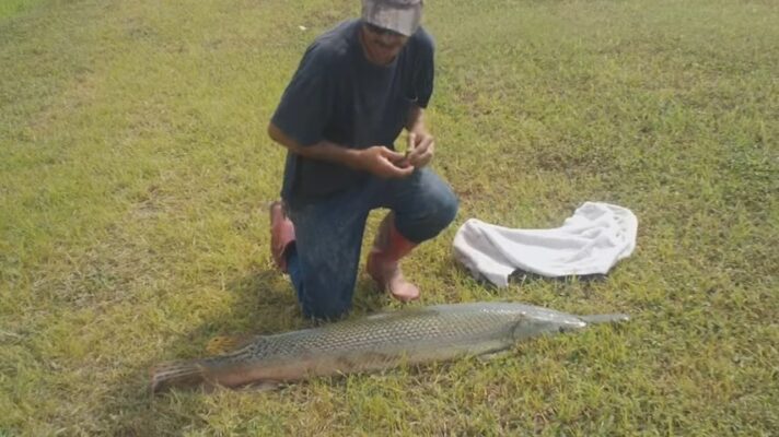 Garzilla Mississippi's Underwater Titans: Discovering Largest Fish