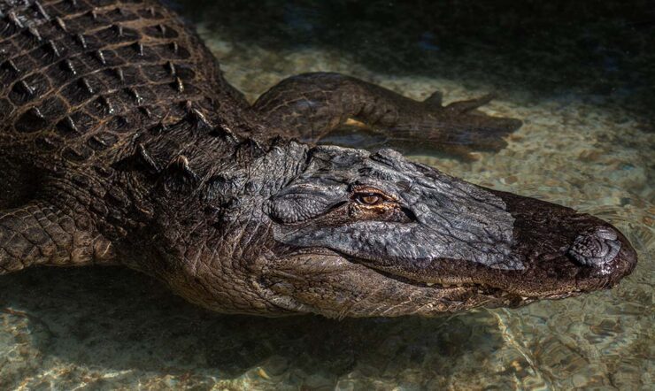 Alligator-Male