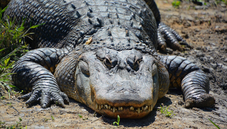An,Alligator