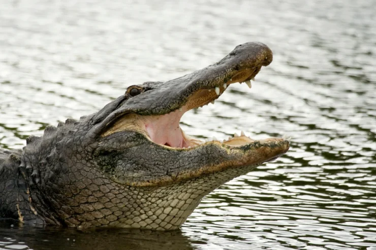 American Alligator