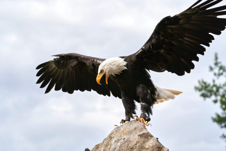 American Bald Eagle