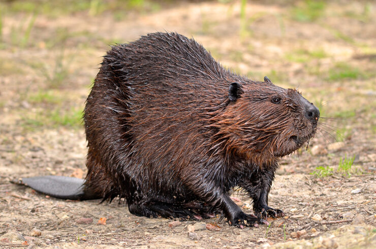 American Beaver