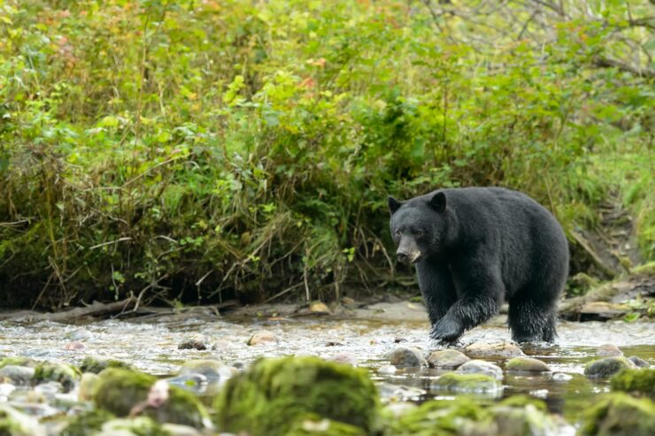 American Black Bear - in Missouri