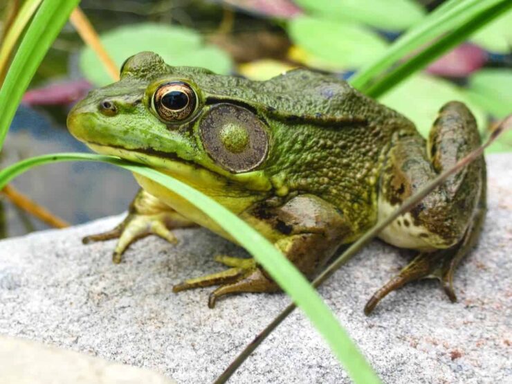 American Bullfrogs in Boston