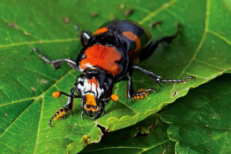 American Burying Beetle
