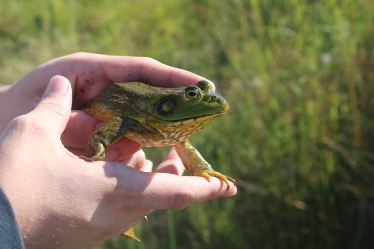 American bullfrogs