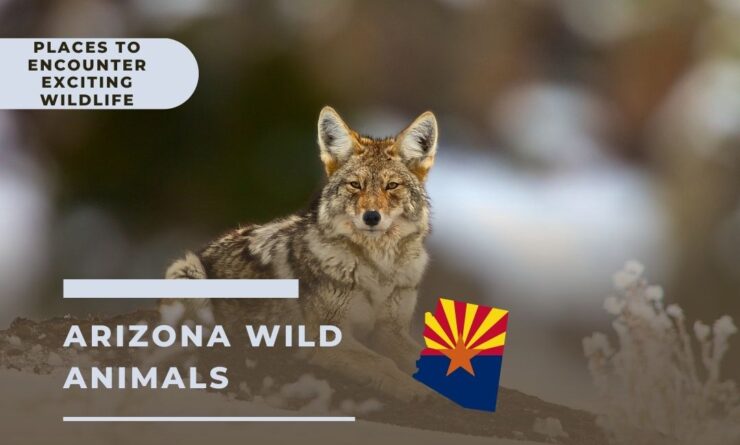 Arizona Wild Animals