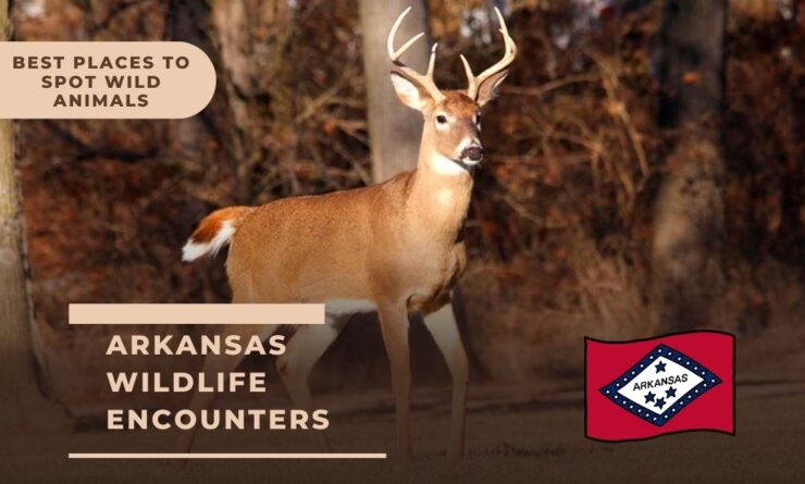 Arkansas Wildlife Encounters