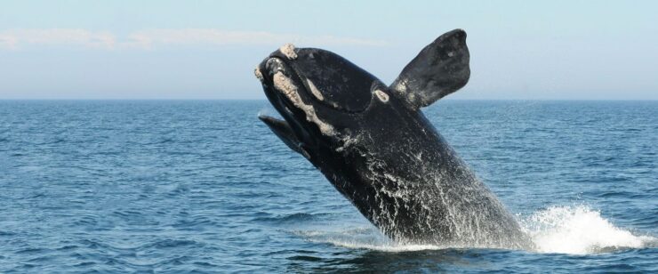 Atlantic Right Whales