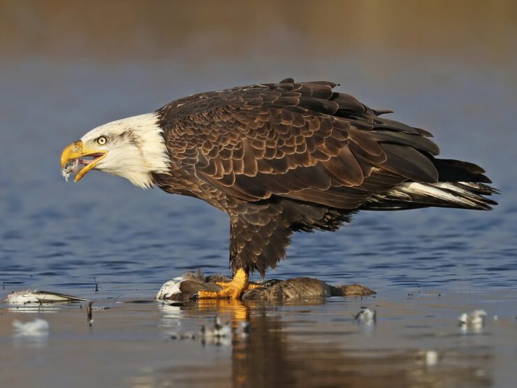 Bald Eagle