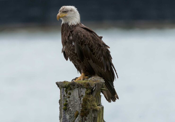 Bald Eagle