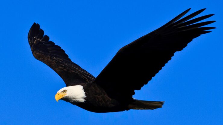 Bald Eagle