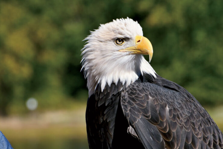 Bald eagle