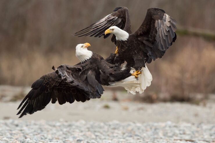 Bald Eagle in Missouri