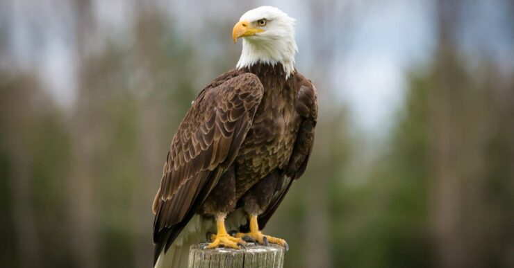 Bald Eagles