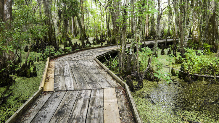 Barataria Preserve