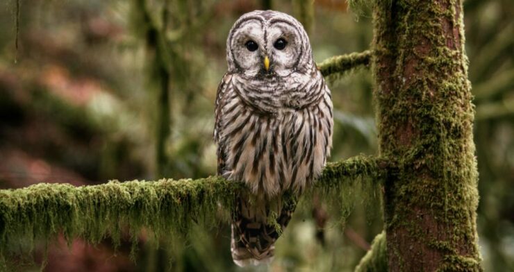Barred Owl