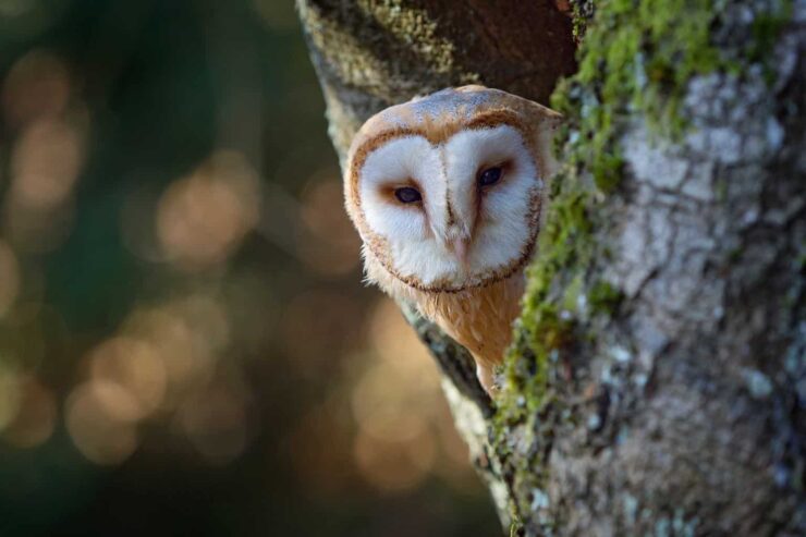Barred Owl