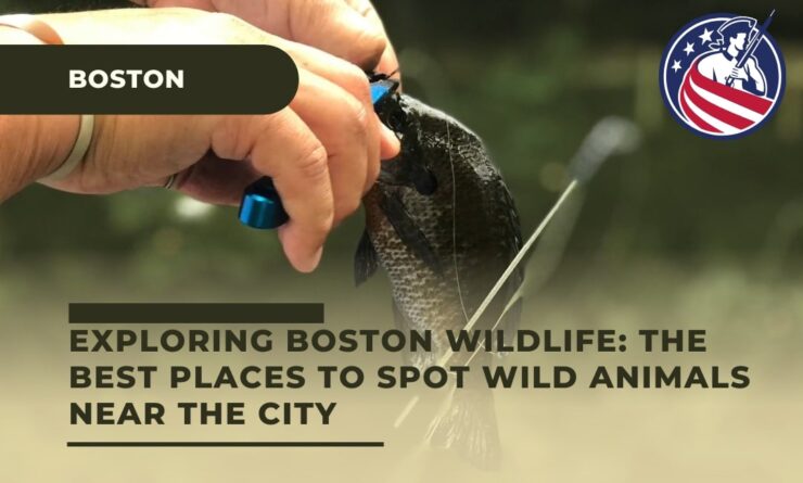 Best Places to Spot Wild Animals Near Boston