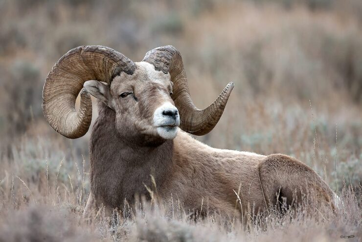 Bighorn Sheep