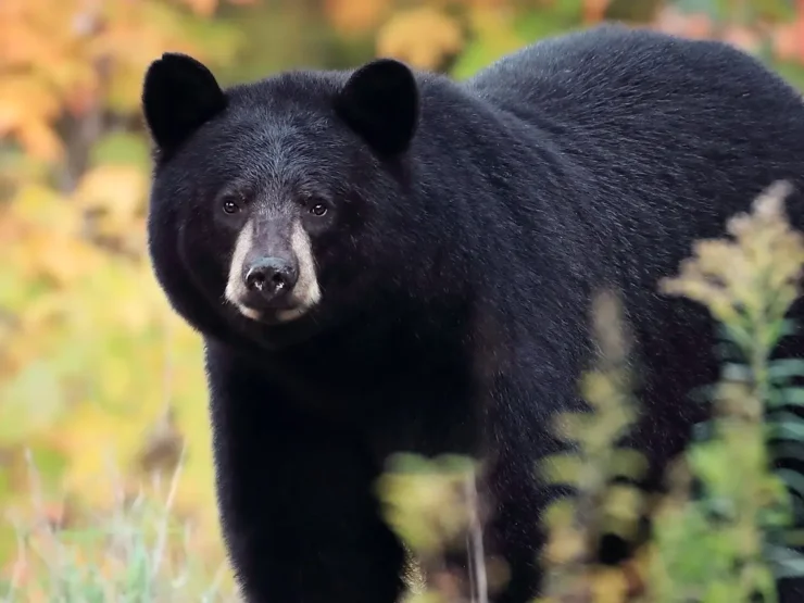 Black Bear