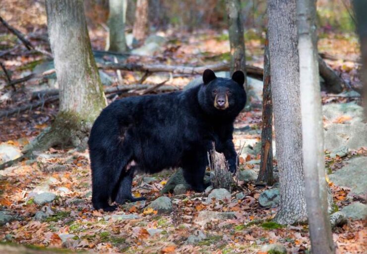 Black Bear