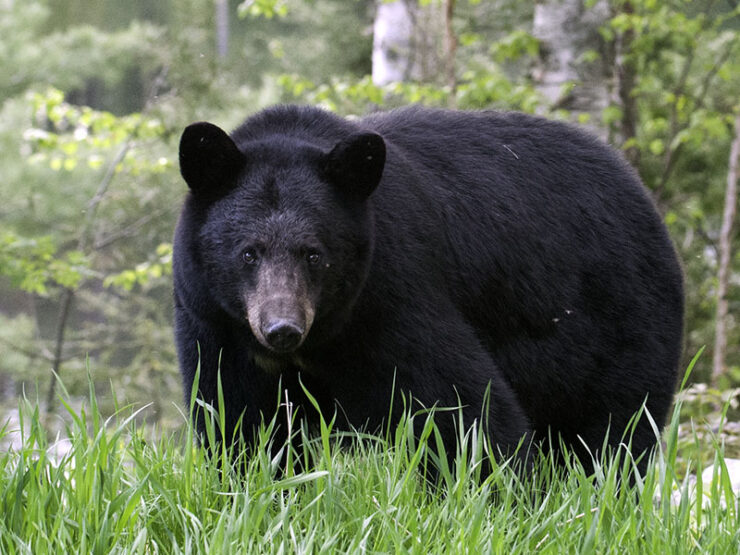 Source: bear.org
