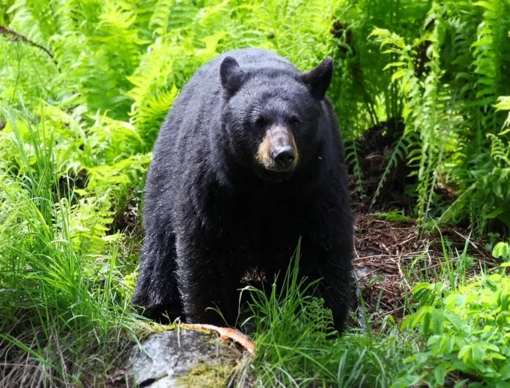 Black Bear Connecticut
