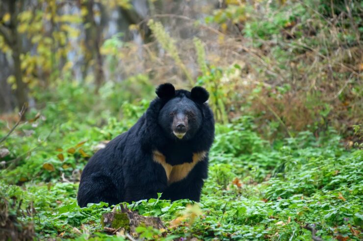 Black Bears