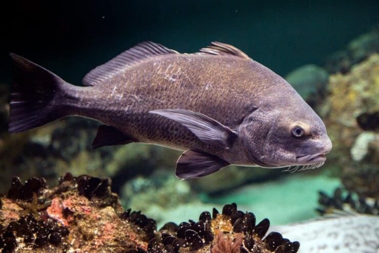 Black Drum