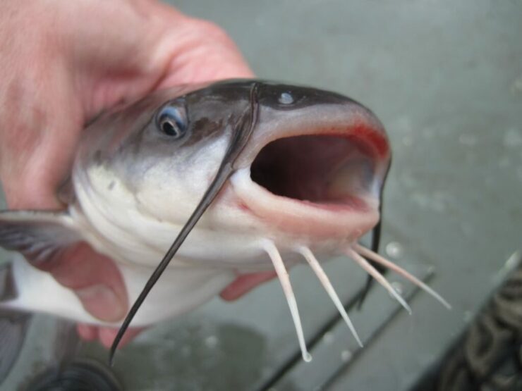 Blue Catfish