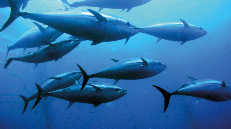 Bluefin Tuna