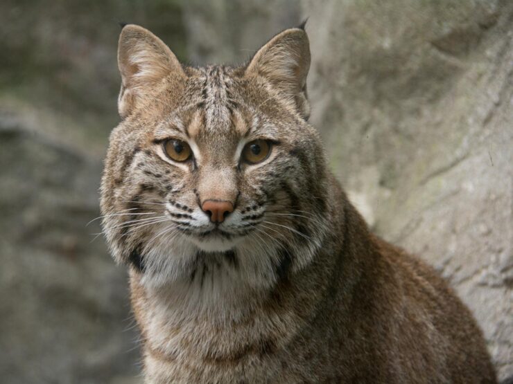Bobcat in Missouri