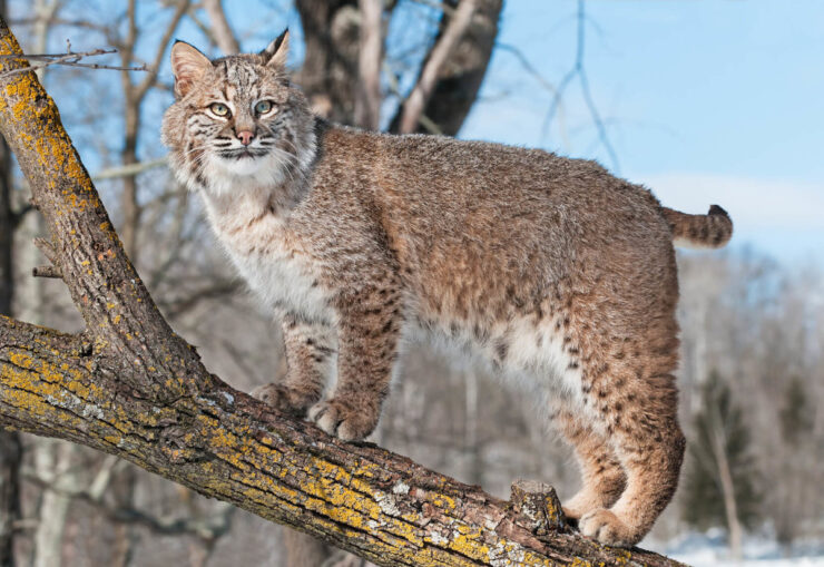 Bobcats Nebraska