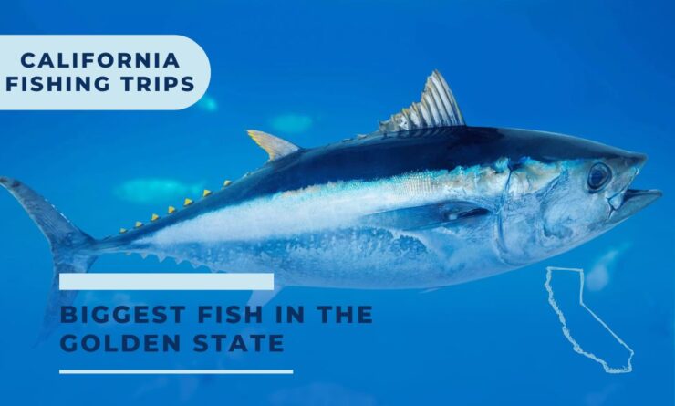 California Biggest Fish