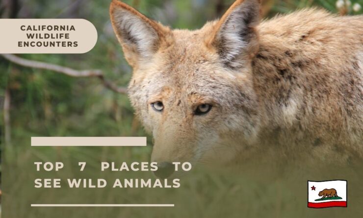 California Wildlife encouters