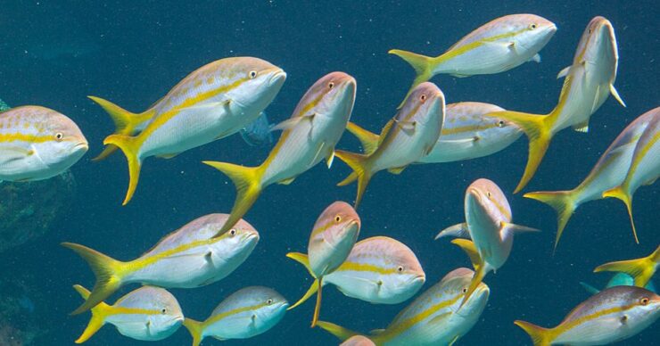 California Yellowtail